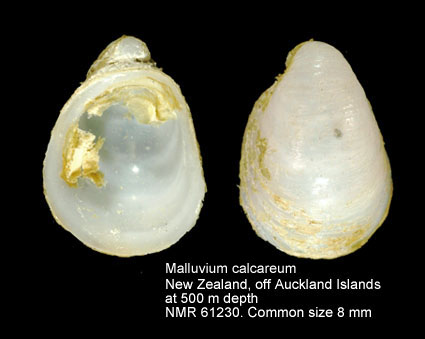 Malluvium calcareum (2).jpg - Malluvium calcareum(Suter,1909) 